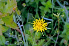 Goat’s-beard [Tragopogon pratensis]
