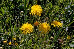 Rough Hawk's-beard [Crepis biennis]