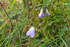 Common Harebell [Campanula rotundifolia]