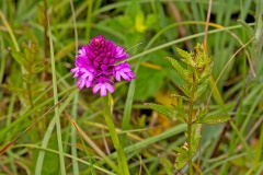 Pyramidal Orchid [Anacamptis pyramidalis]