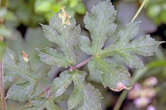 Common Hogweed [Heracleum sphondylium]