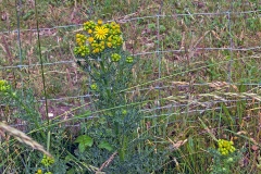Common Ragwort [Jacobaea vulgaris]
