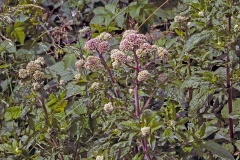 Hemp-agrimony [Eupatorium cannabinum]
