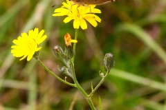 Smooth Hawk's-beard [Crepis capillaris]