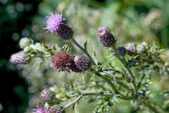 Creeping Thistle [Cirsium arvense]