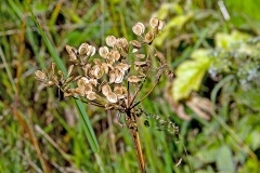 Common Hogweed [Heracleum sphondylium]