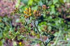 Ploughman's Spikenard [Pentanema squarrosum]