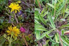 Hawkweed Oxtongue [Picris hieracioides]