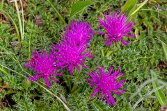 Dwarf Thistle [Cirsium acaule]