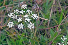 Burnet-saxifrage [Pimpinella saxifraga]