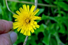 Rough Hawkbit [Leontodon hispidus]