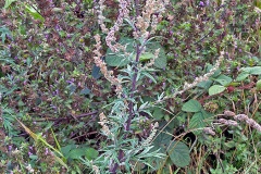 Mugwort [Artemisia vulgaris]