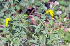 Canadian Goldenrod [Solidago canadensis]
