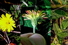 Mouse-ear Hawkweed [Pilosella officinarum]