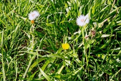 Prickly Sow-thistle [Sonchus asper]