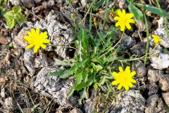 Lesser Hawkbit [Leontodon saxatilis]
