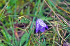 Common Harebell [Campanula rotundifolia]