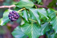 Common Ivy [Hedera helix]