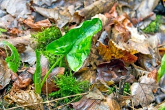 Cuckoo-pint [Arum maculatum]