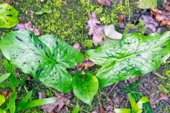 Cuckoo-pint [Arum maculatum]