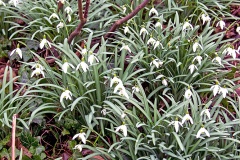 Snowdrop [Galanthus nivalis]