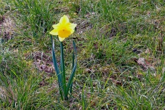 Wild Daffodil [Narcissus pseudonarcissus]