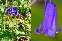 Common (or English) Bluebell [Hyacinthoides non-scripta]