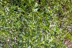 Common Gromwell [Lithospermum officinale]