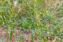 Garden Asparagus [Asparagus officinalis]