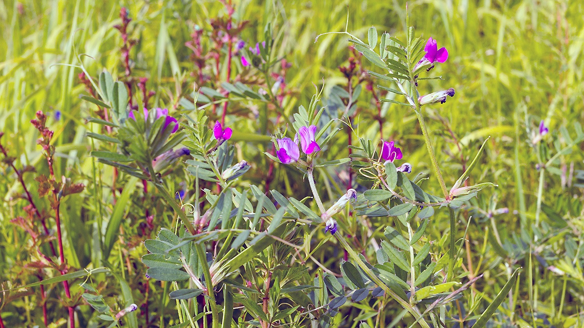 Common Vetch [Vicia sativa]