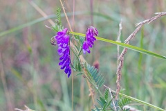 Tufted Vetch [Vicia cracca]