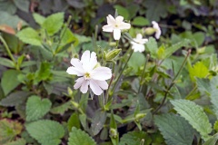 White Campion [Silene latifolia]