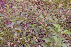 Redshank [Persicaria maculosa]