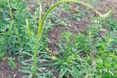 Weld [Reseda luteola]