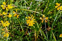 Horseshoe Vetch [Hippocrepis comosa]