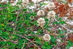 White Clover [Trifolium repens]