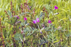 Common Vetch [Vicia sativa]