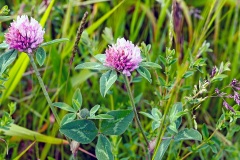 Red (or Broad-leafed) Clover [Trifolium pratense]
