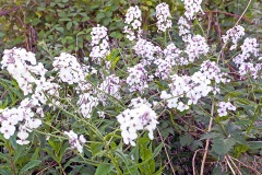 Dame's-violet [Hesperis matronalis]