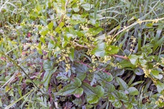 Black Bryony [Dioscorea communis]