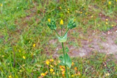 Yellow-wort [Blackstonia perfoliata]