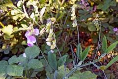 Broad-leaved Everlasting Pea [Lathyrus latifolius]