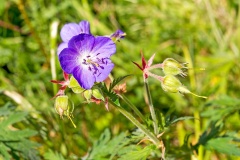 Meadow Crane’s-bill [Geranium pratense]