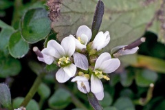 Hairy Bittercress [Cardamine hirsuta]