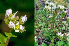Danish Scurvygrass [Cochlearia danica]