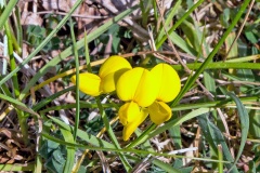Bird's-foot Trefoil [Lotus corniculatus]