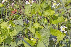 Garlic Mustard [Alliaria petiolata]