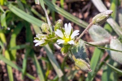 Mouse-ear Chickweed [Cerastium fontanum]