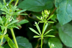 Goosegrass [Galium aparine]