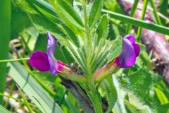 Common Vetch [Vicia sativa]